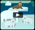 video - Dieren van de Noordpool